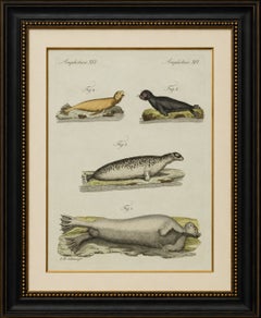 Original Antique Print of Four Seals by Bertuch, c. 1800