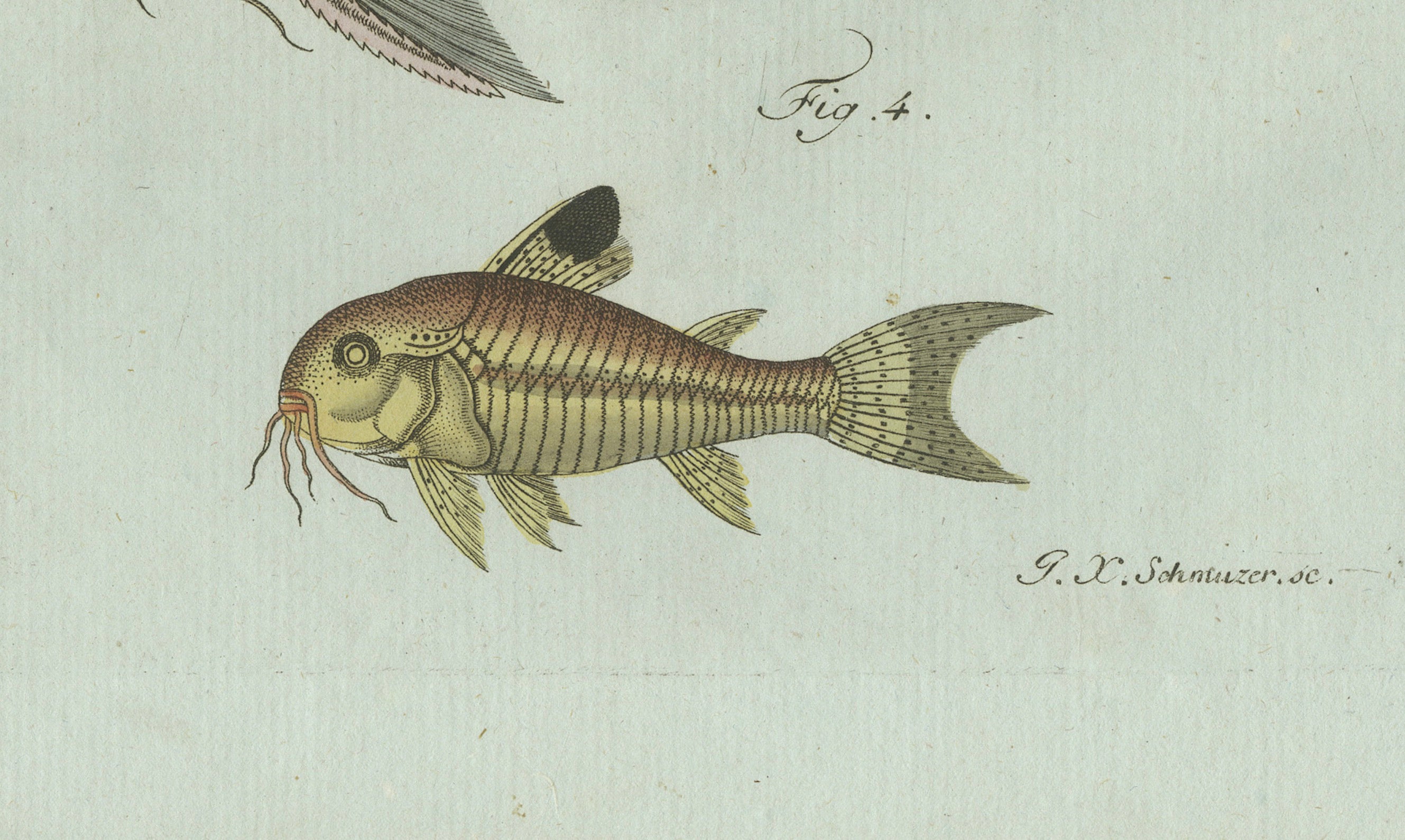 Original Antique Print of Gar and Exotic Armored Fish by Bertuch, c. 1800