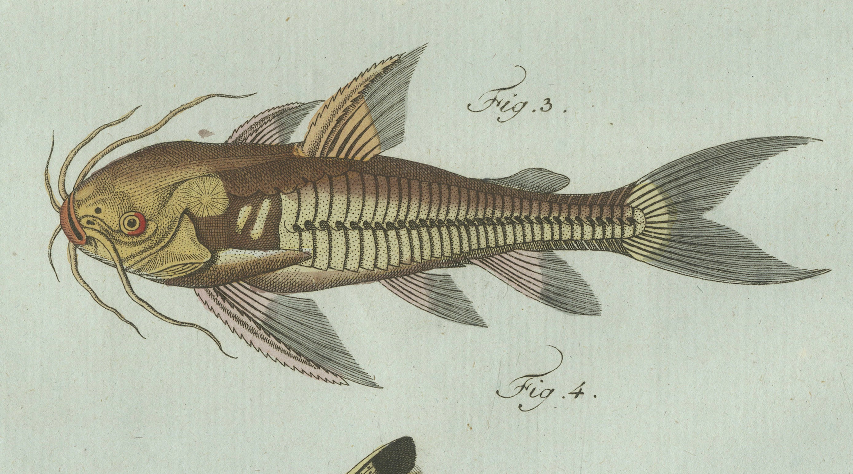 Original Antique Print of Gar and Exotic Armored Fish by Bertuch, c. 1800