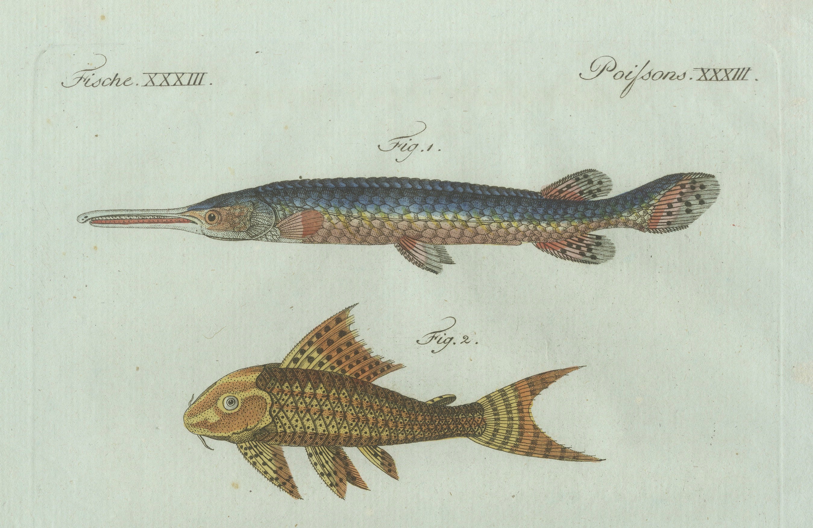 Original Antique Print of Gar and Exotic Armored Fish by Bertuch, c. 1800