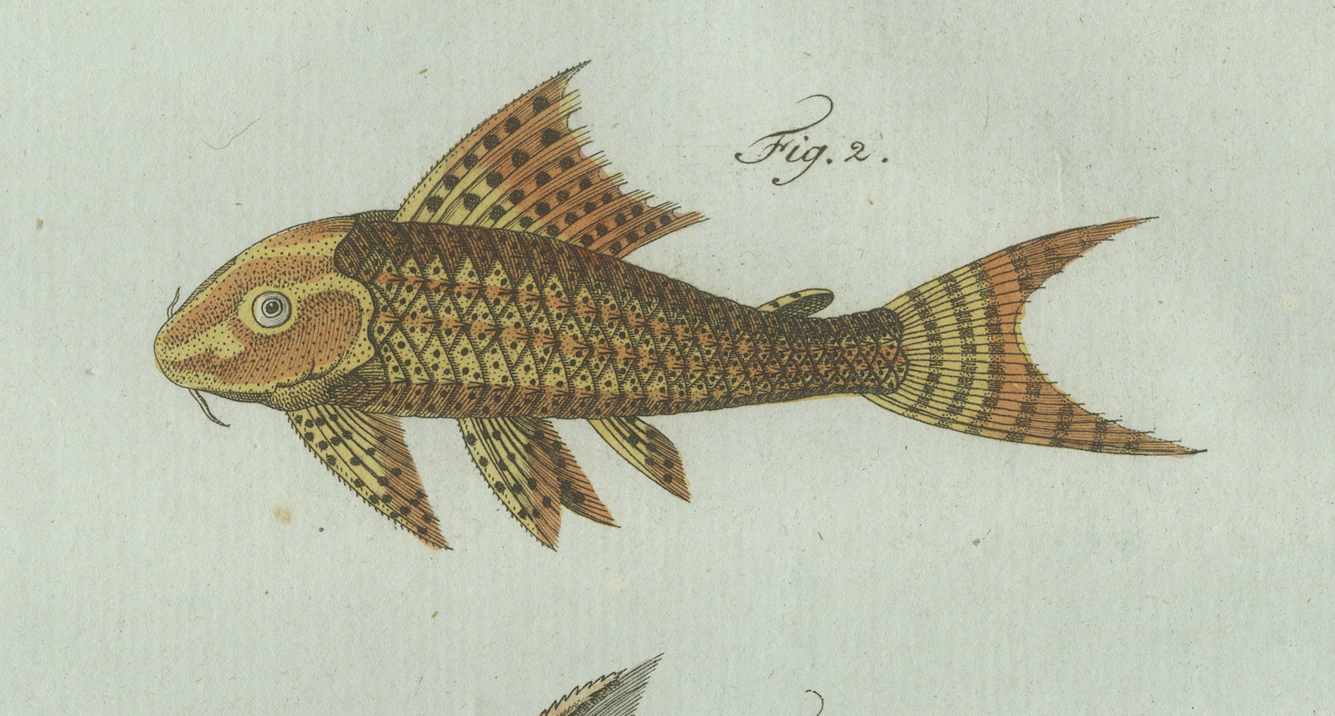 Original Antique Print of Gar and Exotic Armored Fish by Bertuch, c. 1800