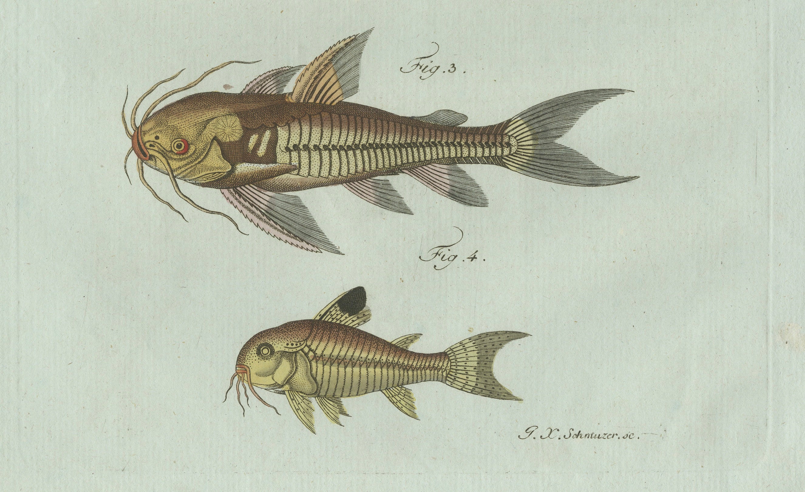 Original Antique Print of Gar and Exotic Armored Fish by Bertuch, c. 1800