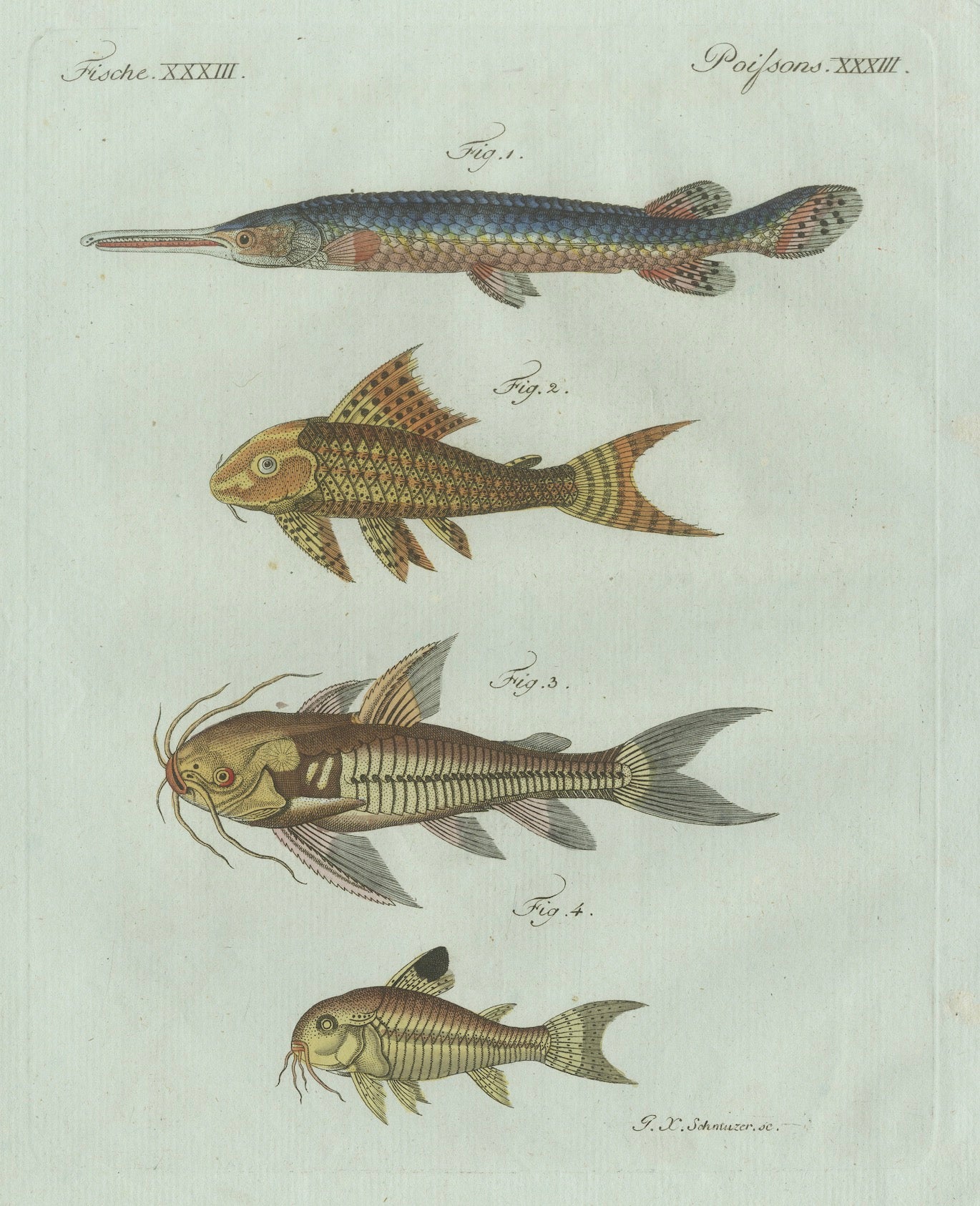 Original Antique Print of Gar and Exotic Armored Fish by Bertuch, c. 1800