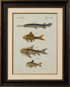 Original Antique Print of Gar and Exotic Armored Fish by Bertuch, c. 1800