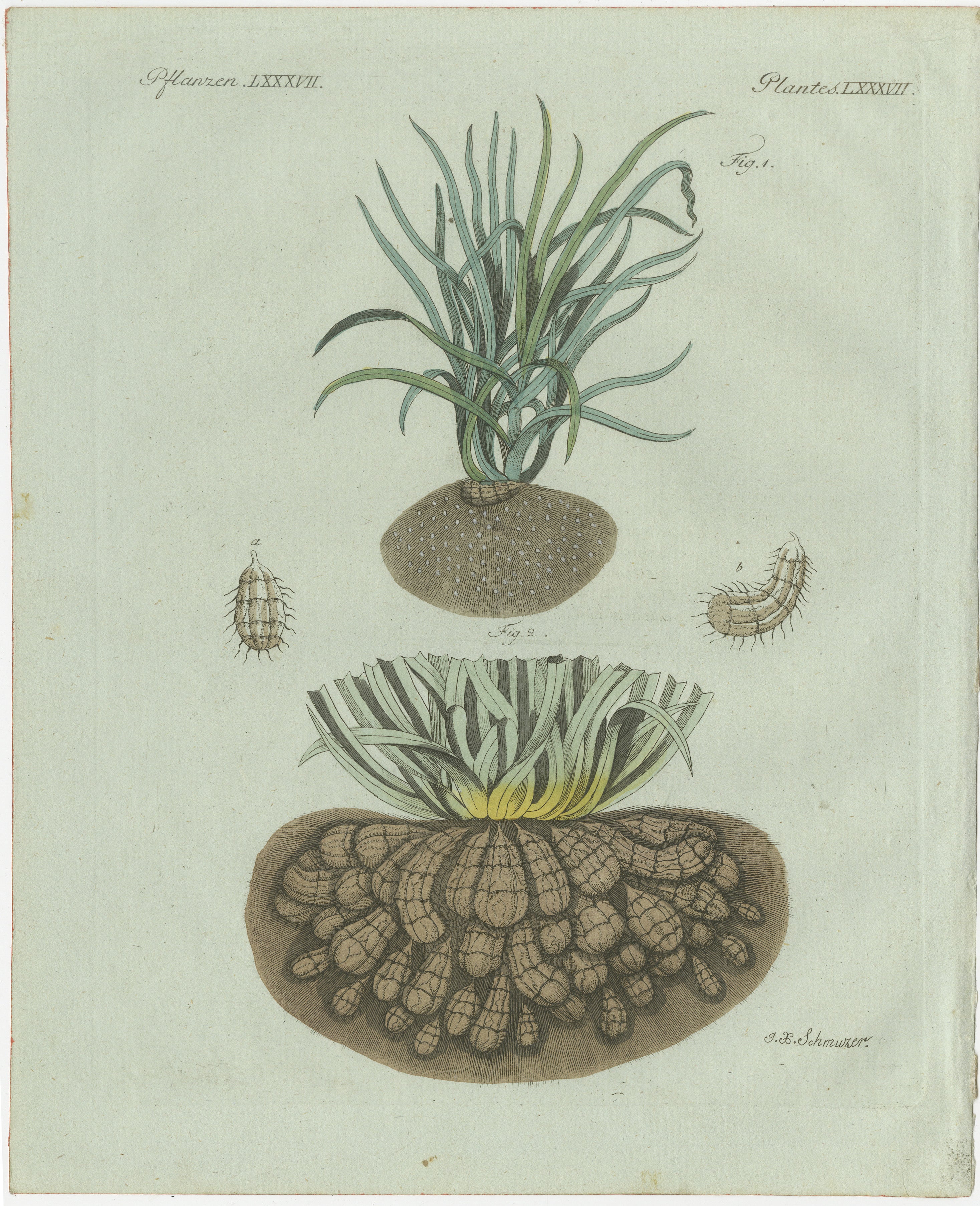 Original-Botanikdruck einer Tigernuss von Bertuch, 1800