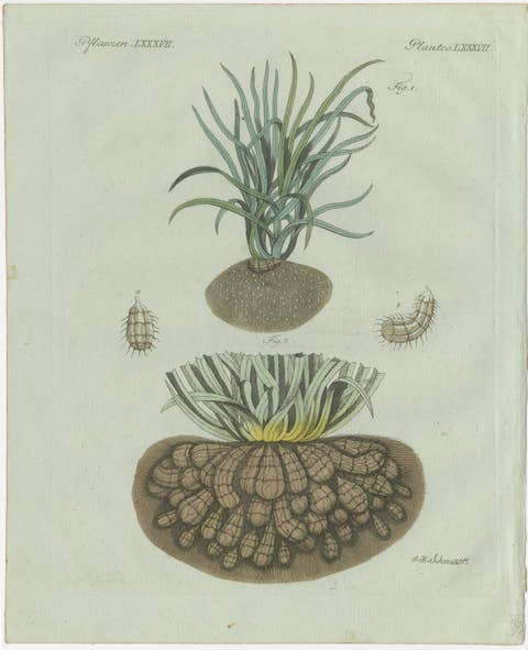 Original Antique Botanical Print of Tiger Nut by Bertuch, 1800
