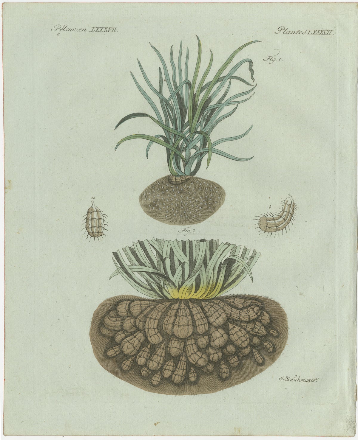 Original Antique Botanical Print of Tiger Nut by Bertuch, 1800
