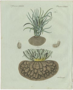 Original-Botanikdruck einer Tigernuss von Bertuch, 1800
