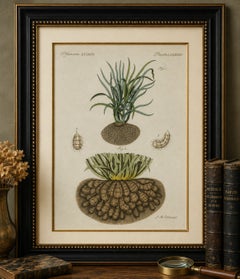 Original Antique Botanical Print of Tiger Nut by Bertuch, 1800
