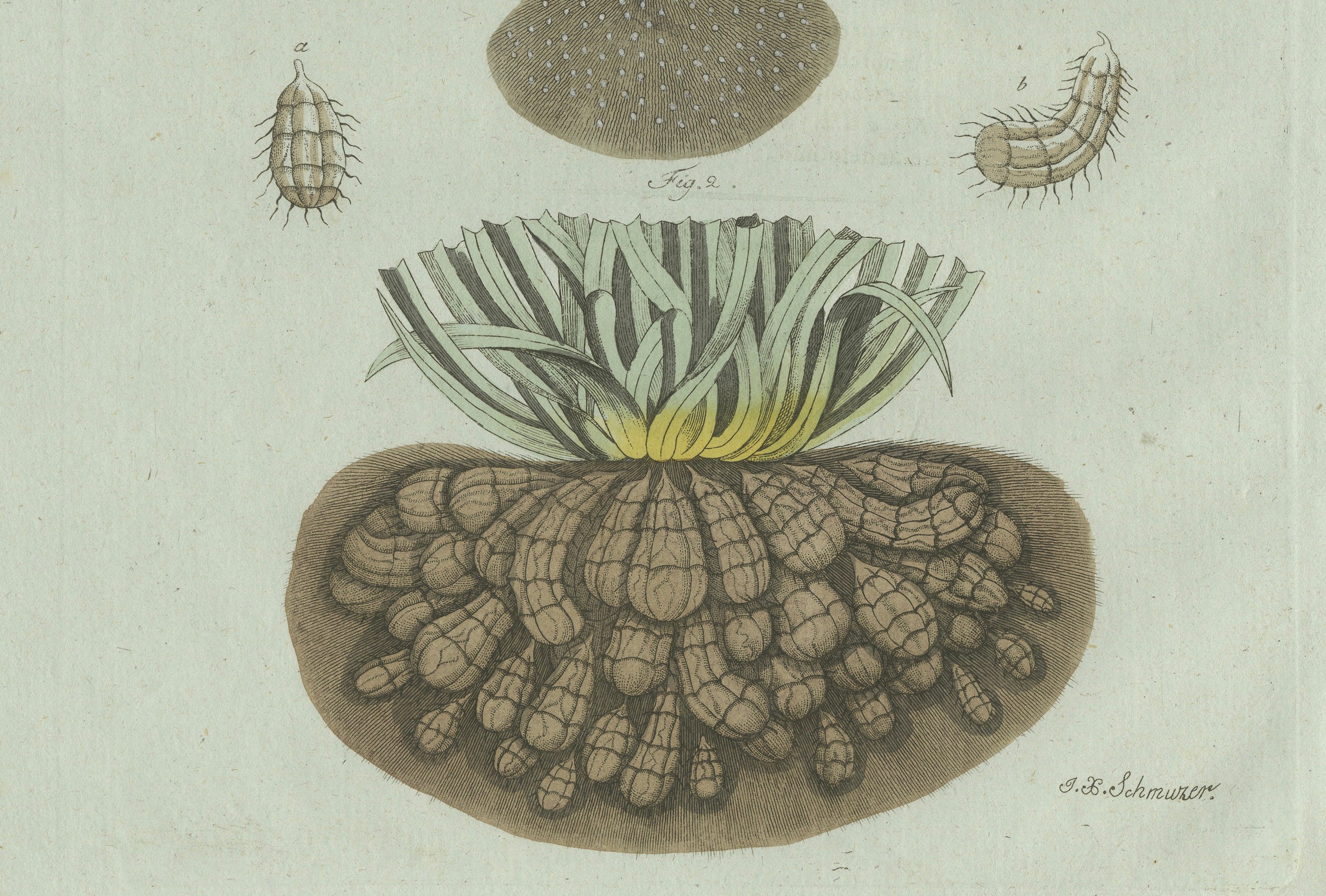 Original Antique Botanical Print of Tiger Nut by Bertuch, 1800