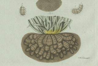 Original Antique Botanical Print of Tiger Nut by Bertuch, 1800, view 6