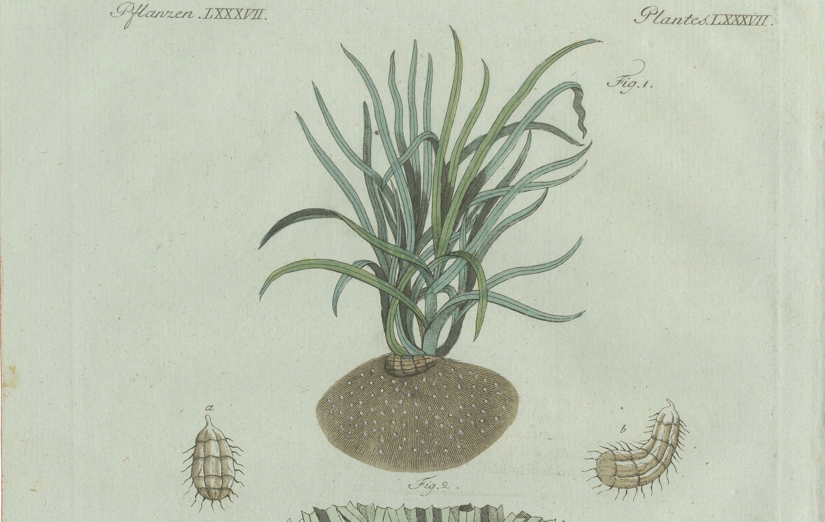 Original Antique Botanical Print of Tiger Nut by Bertuch, 1800
