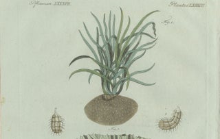 Original Antique Botanical Print of Tiger Nut by Bertuch, 1800, view 7