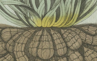 Original Antique Botanical Print of Tiger Nut by Bertuch, 1800, view 4