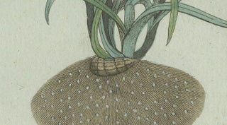 Original Antique Botanical Print of Tiger Nut by Bertuch, 1800, view 5