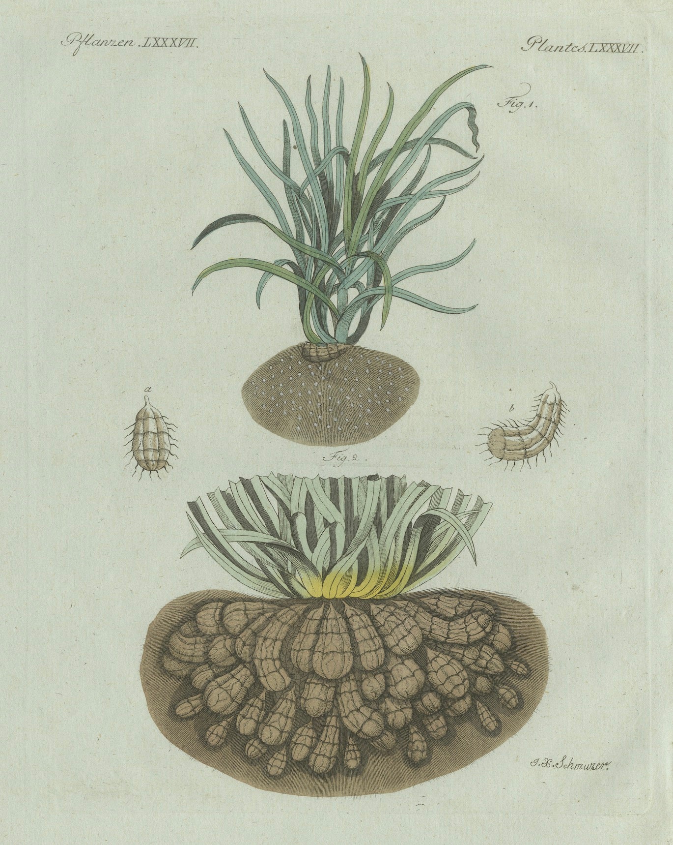 Original Antique Botanical Print of Tiger Nut by Bertuch, 1800