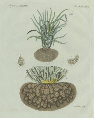 Original Antique Botanical Print of Tiger Nut by Bertuch, 1800, view 3