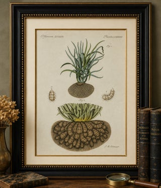 Original Antique Botanical Print of Tiger Nut by Bertuch, 1800, view 8