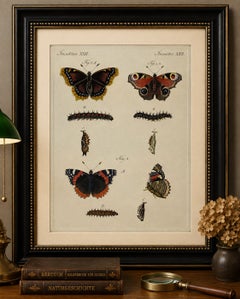 Stampa d’epoca originale raffigurante un pavone e farfalle “Red Admiral” di Bertuch, 1800 circa