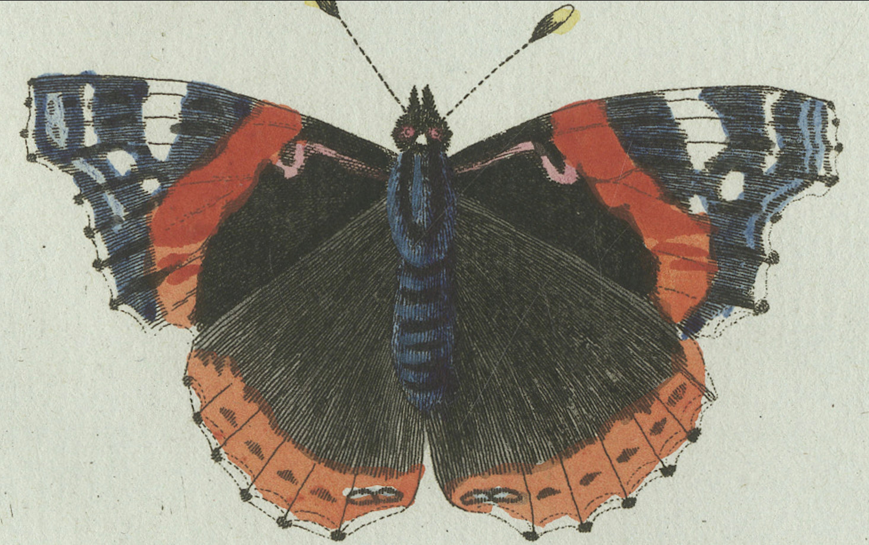 Original Antique Print of Peacock and Red Admiral Butterflies by Bertuch, c.1800
