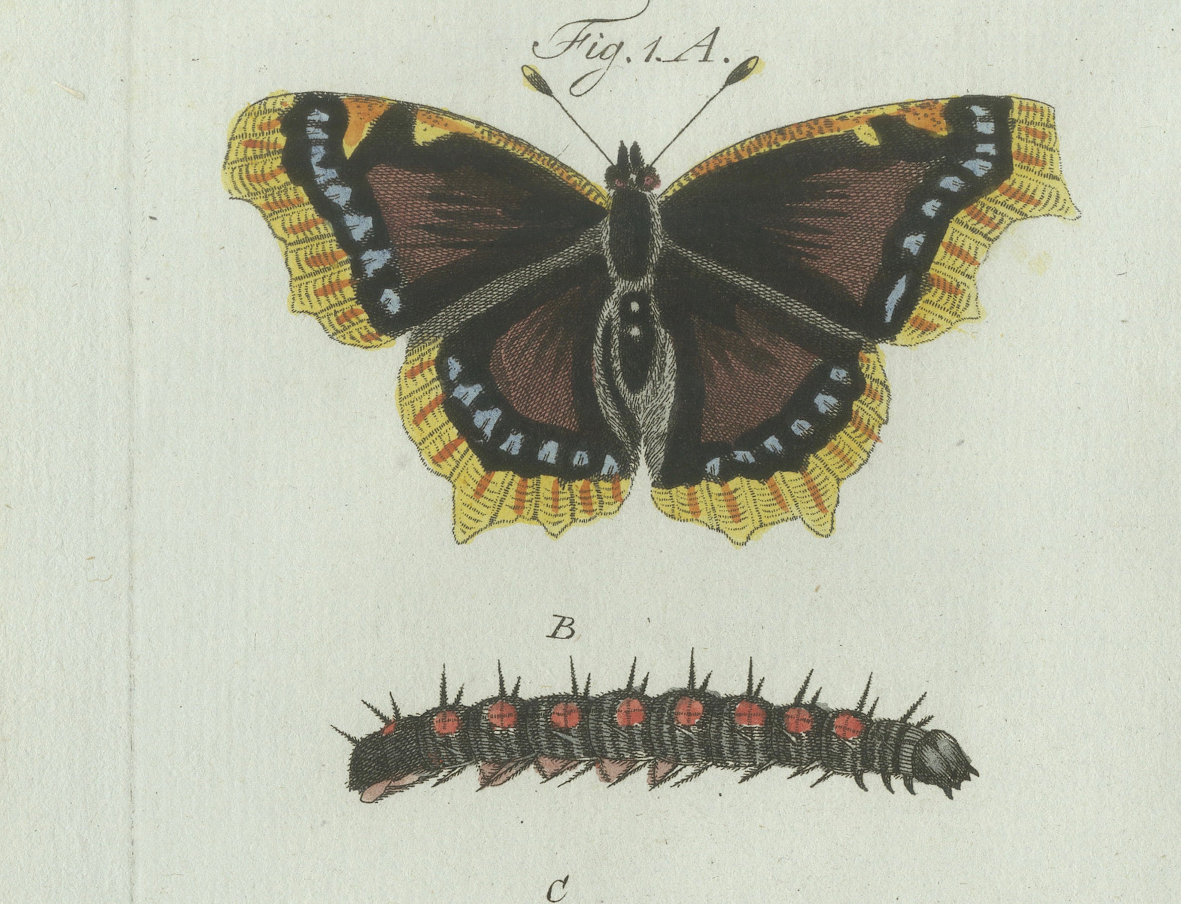 Original Antique Print of Peacock and Red Admiral Butterflies by Bertuch, c.1800