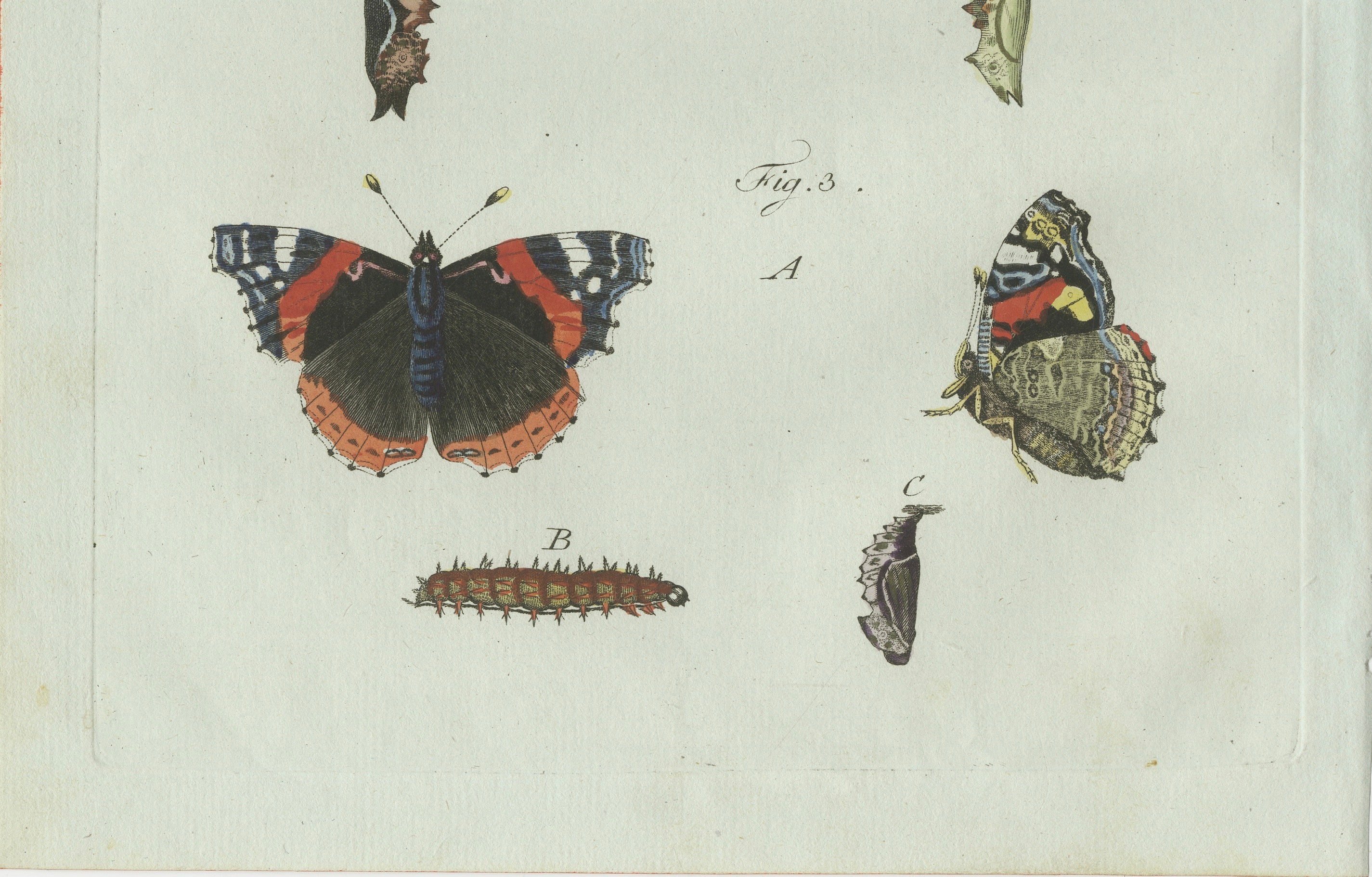 Original Antique Print of Peacock and Red Admiral Butterflies by Bertuch, c.1800