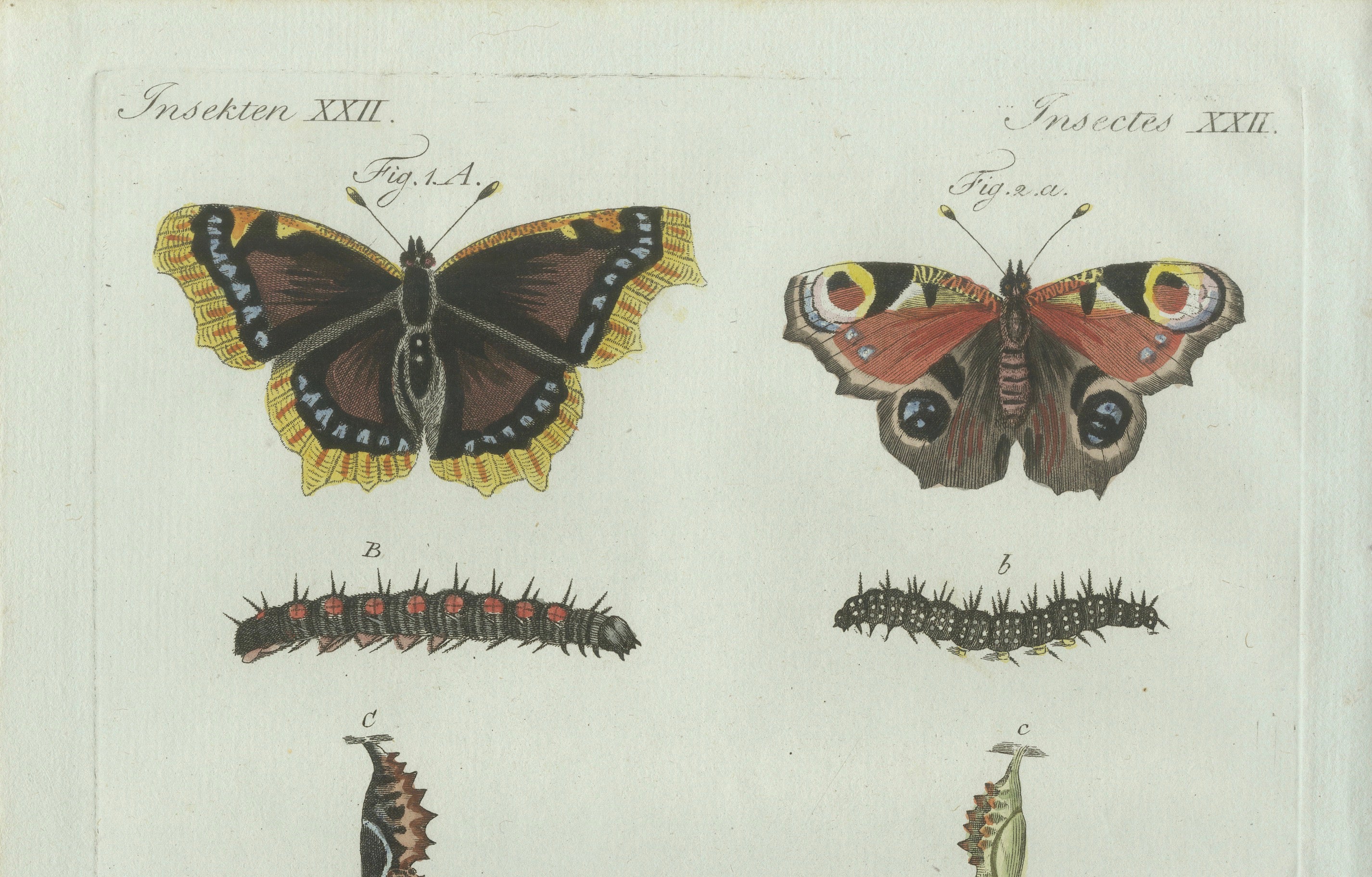 Original Antique Print of Peacock and Red Admiral Butterflies by Bertuch, c.1800