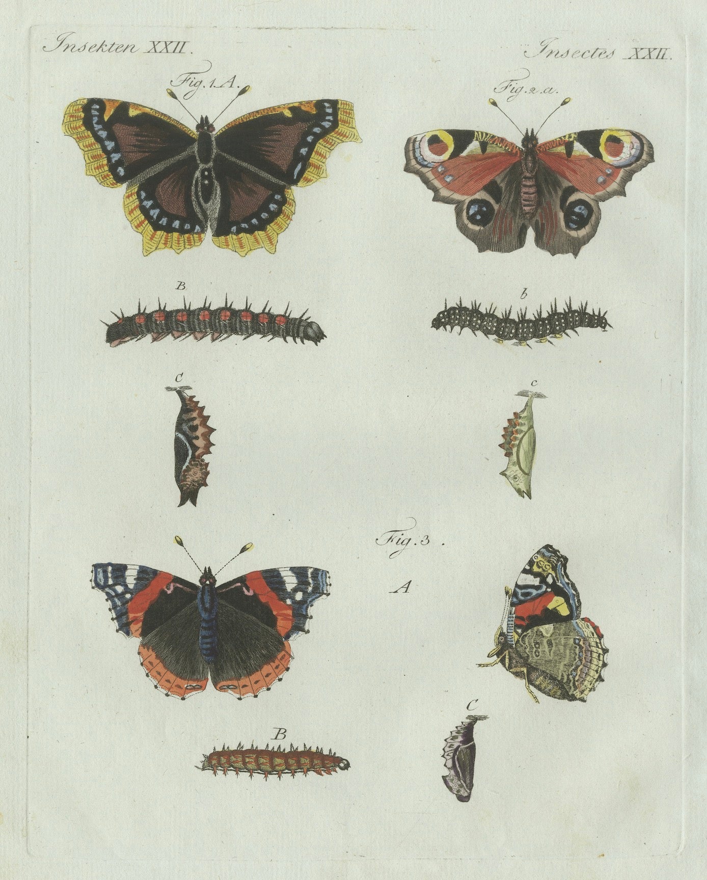 Original Antique Print of Peacock and Red Admiral Butterflies by Bertuch, c.1800