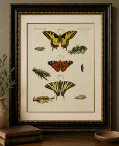 Stampa antica originale raffigurante farfalle della specie Swallowtail e Painted Lady, 1800 circa