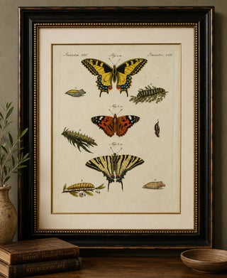 Original Antique Print of Swallowtail and Painted Lady Butterflies, c.1800, view 2