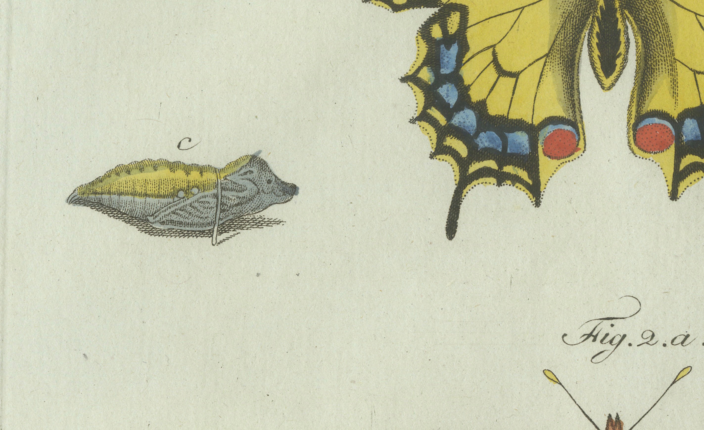 Original Antique Print of Swallowtail and Painted Lady Butterflies, c.1800