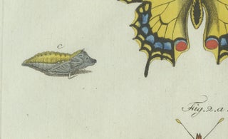 Original Antique Print of Swallowtail and Painted Lady Butterflies, c.1800, view 3