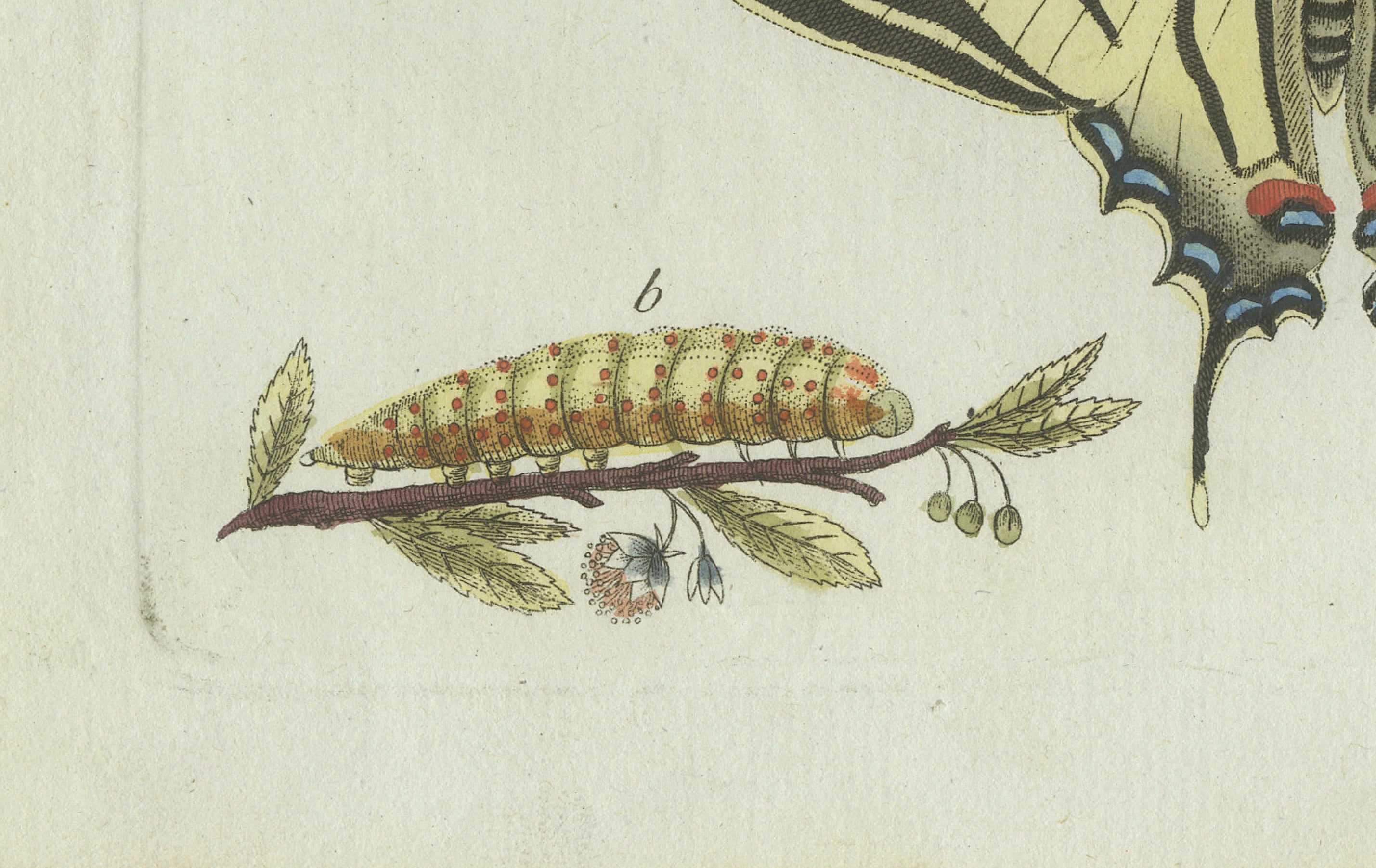 Original Antique Print of Swallowtail and Painted Lady Butterflies, c.1800