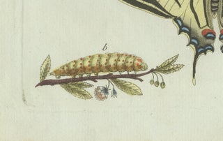 Original Antique Print of Swallowtail and Painted Lady Butterflies, c.1800, view 9