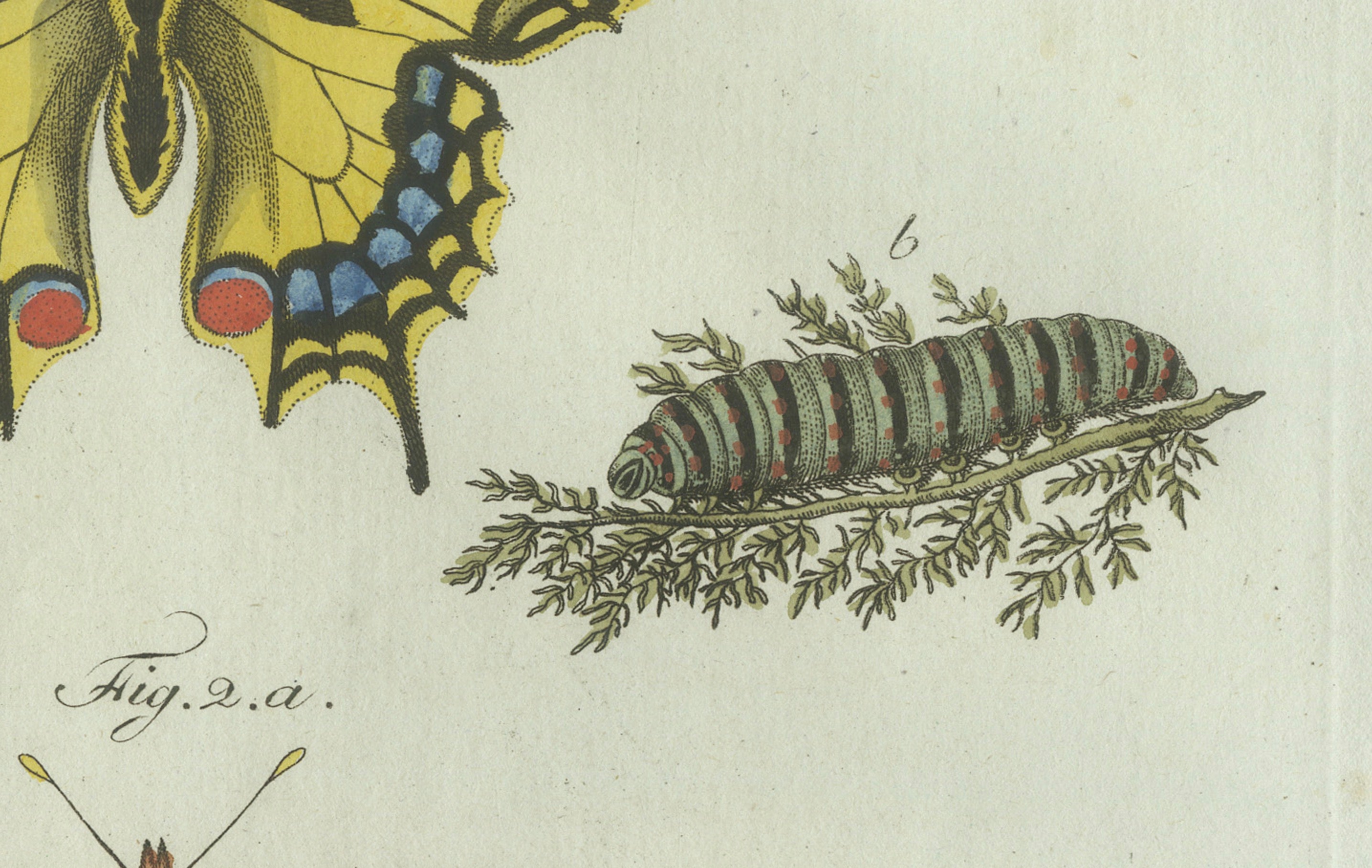 Original Antique Print of Swallowtail and Painted Lady Butterflies, c.1800