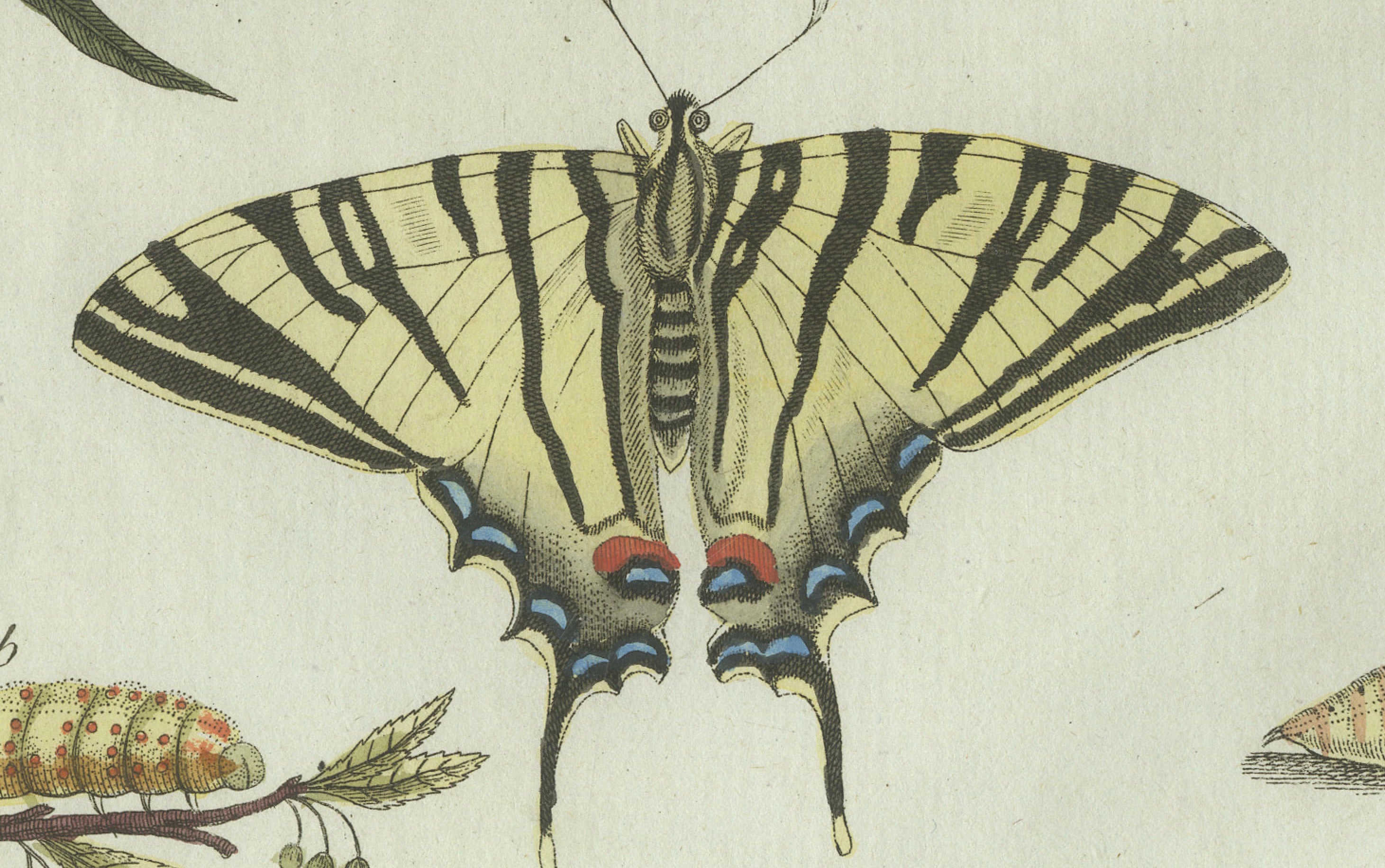 Original Antique Print of Swallowtail and Painted Lady Butterflies, c.1800