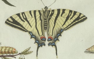 Original Antique Print of Swallowtail and Painted Lady Butterflies, c.1800, view 5