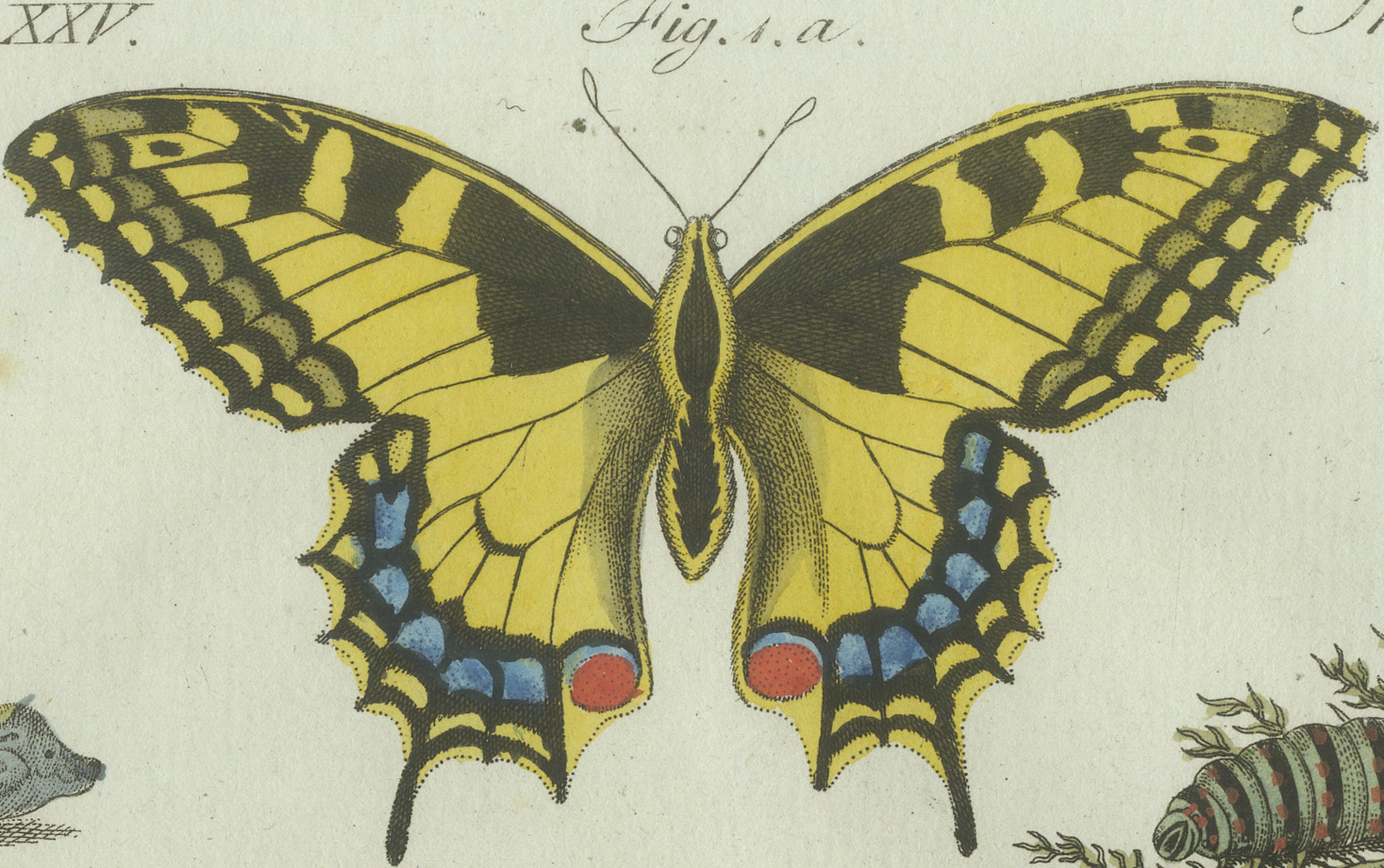 Original Antique Print of Swallowtail and Painted Lady Butterflies, c.1800