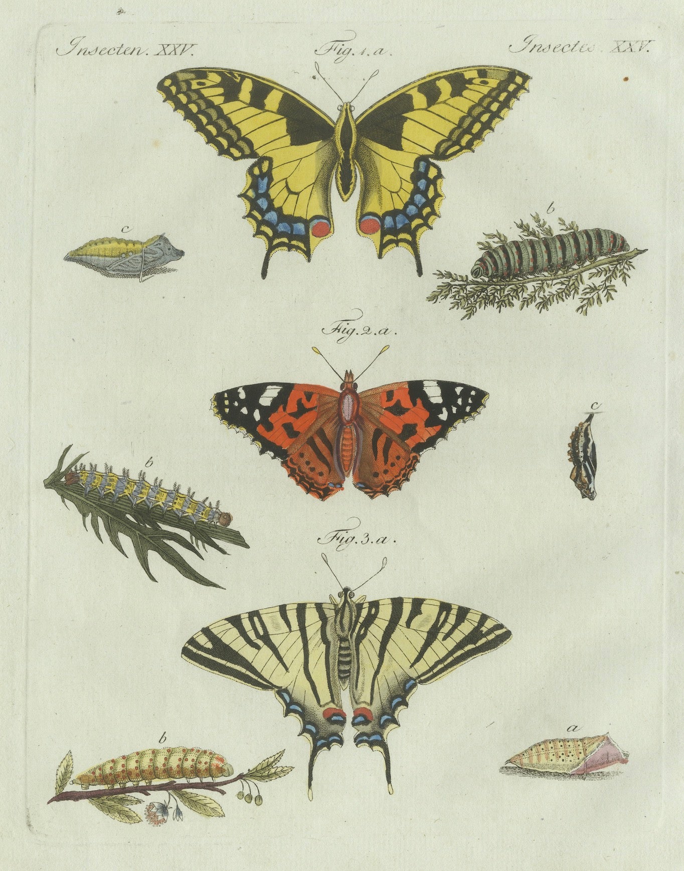 Original Antique Print of Swallowtail and Painted Lady Butterflies, c.1800