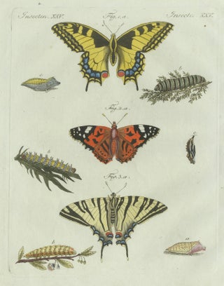 Original Antique Print of Swallowtail and Painted Lady Butterflies, c.1800, view 6