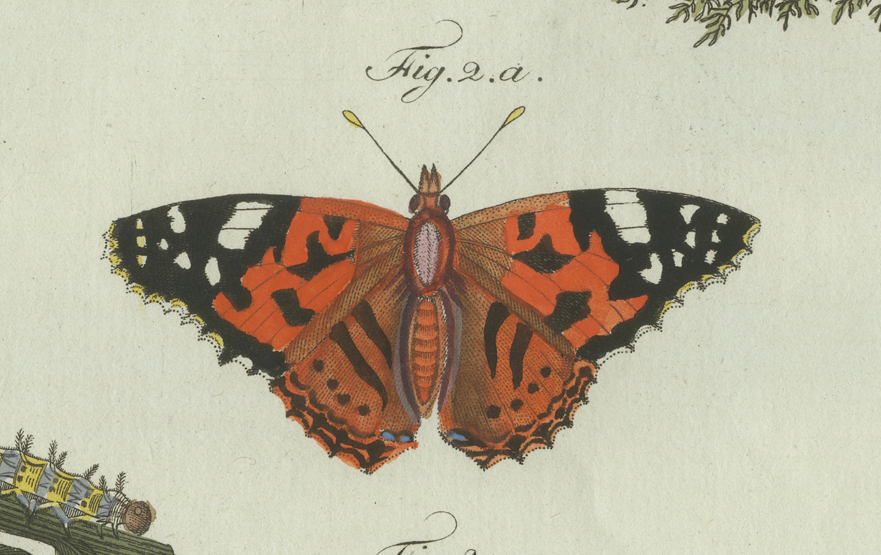 Original Antique Print of Swallowtail and Painted Lady Butterflies, c.1800
