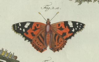 Original Antique Print of Swallowtail and Painted Lady Butterflies, c.1800, view 7
