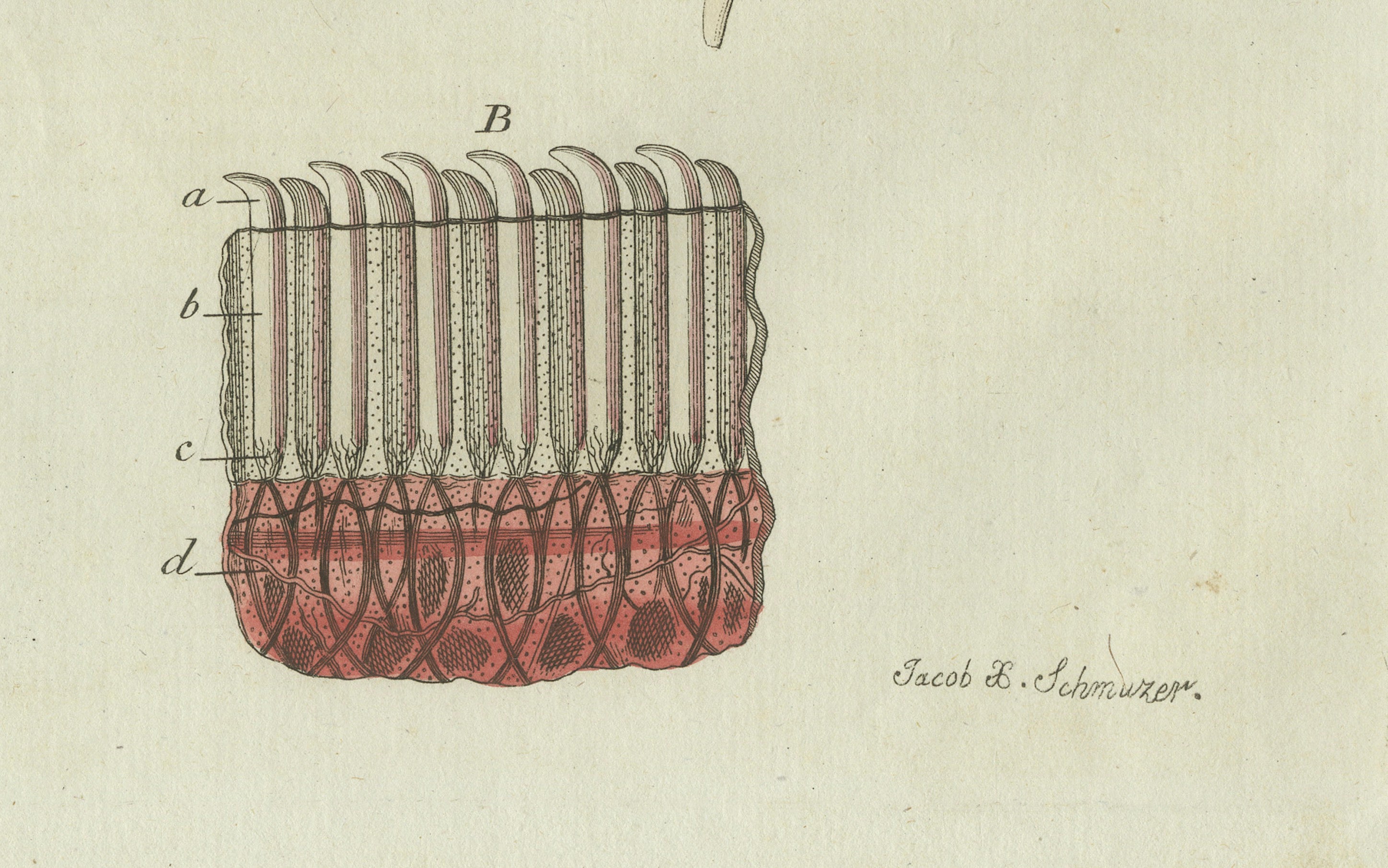 Original Antique Anatomical Print of Human Skin by Bertuch, c. 1800