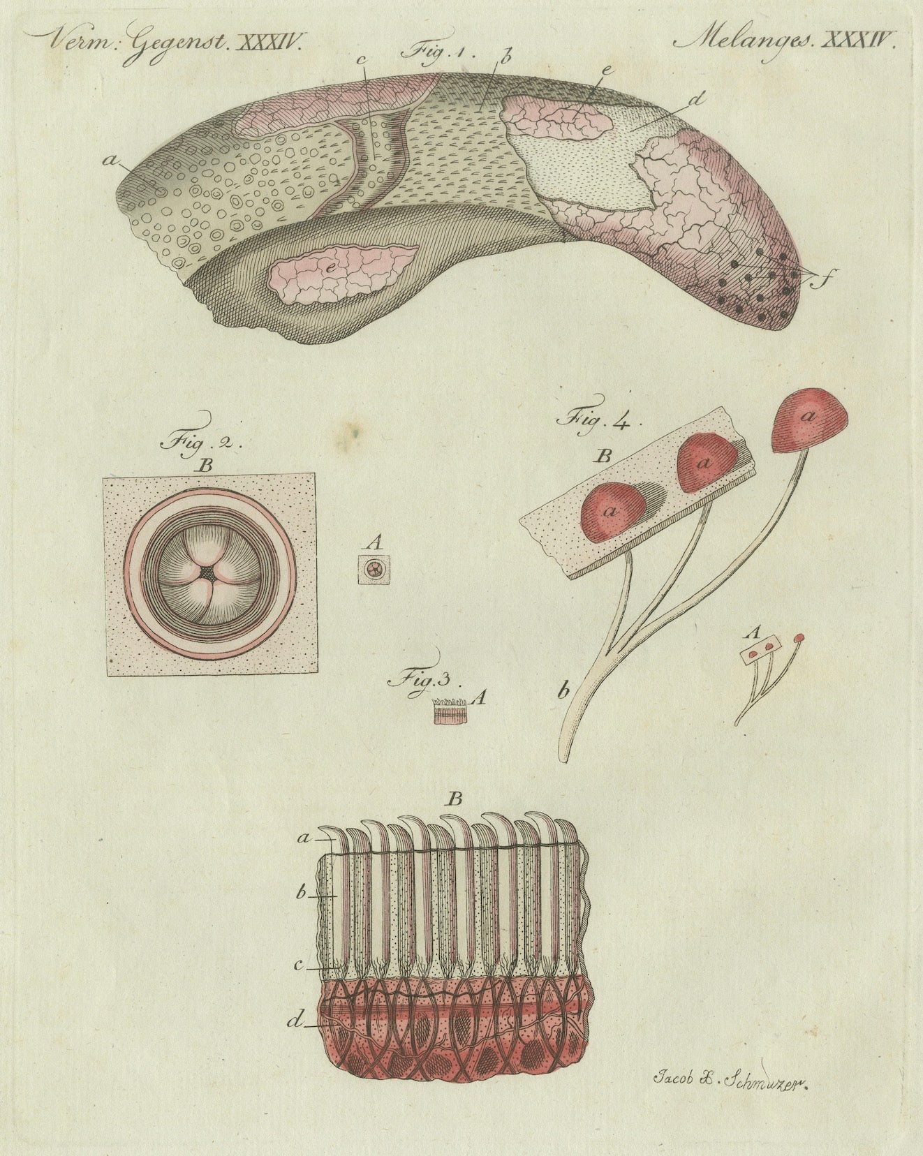 Original Antique Anatomical Print of Human Skin by Bertuch, c. 1800