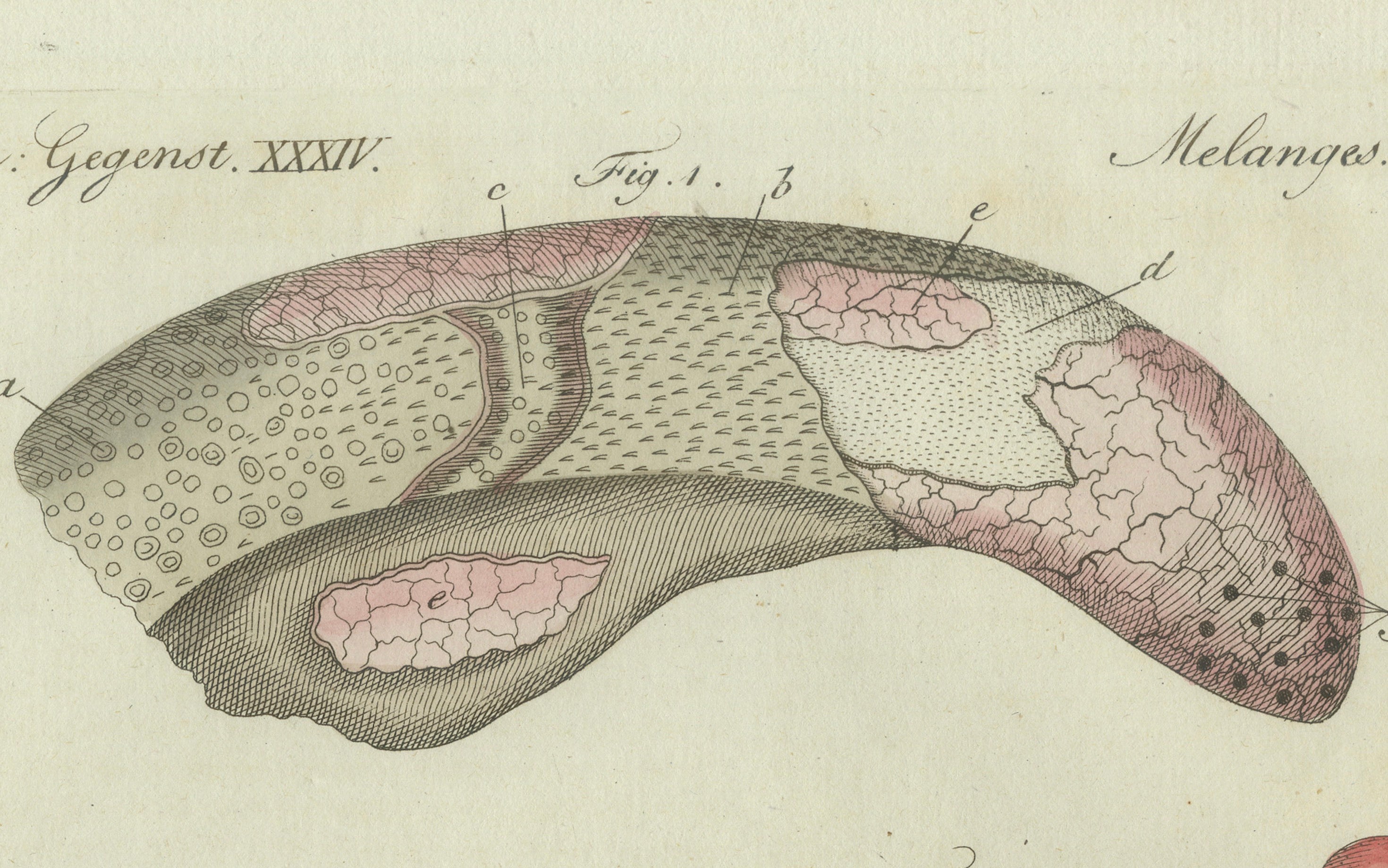 Original Antique Anatomical Print of Human Skin by Bertuch, c. 1800