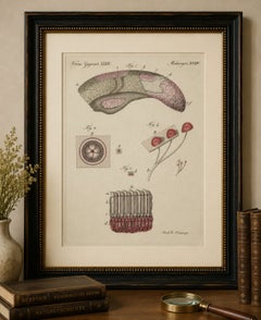 Stampa anatomica d'epoca originale della pelle umana di Bertuch, 1800 circa