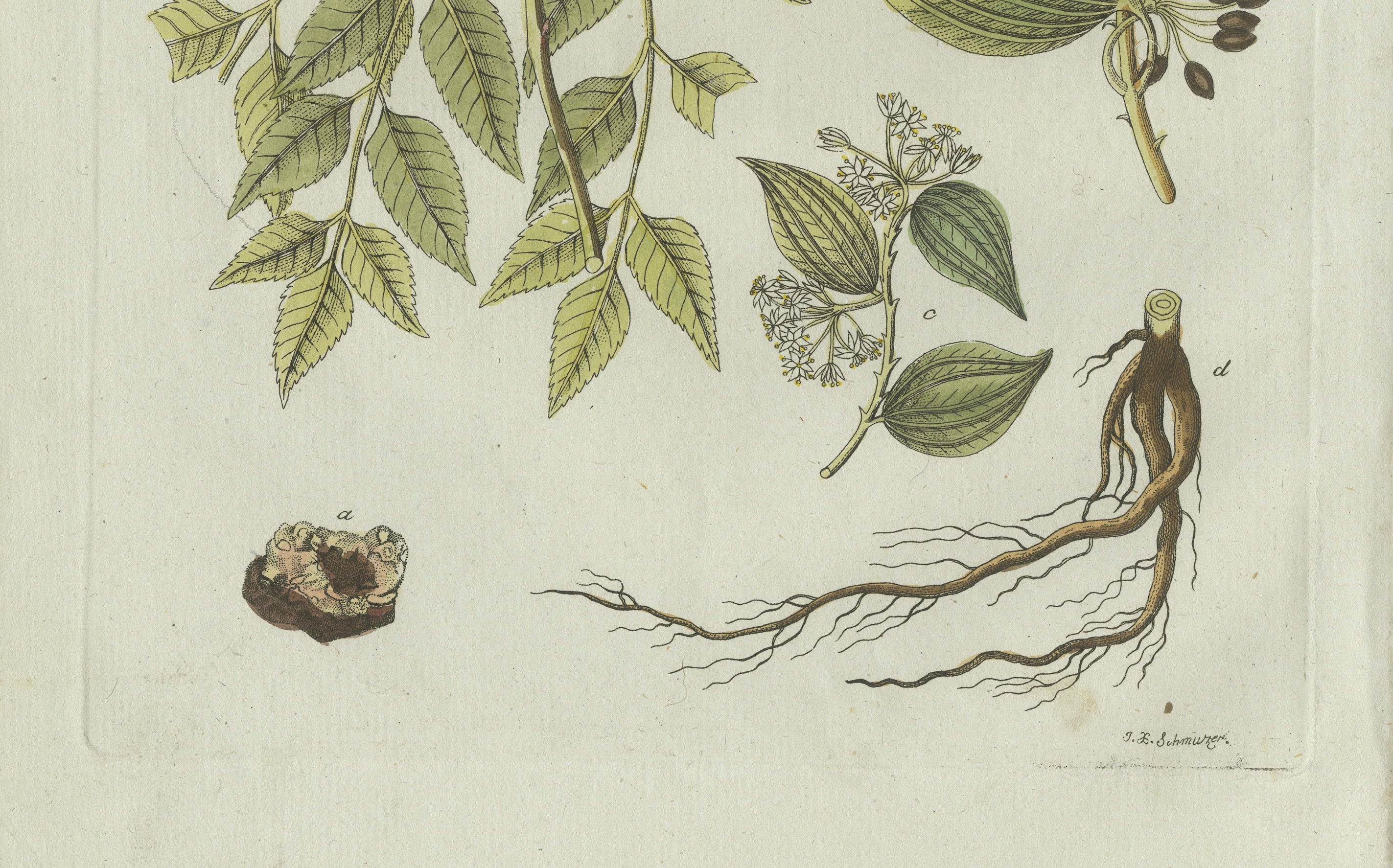 Original Antique Botanical Print of Licorice and Carob by Bertuch, 1805