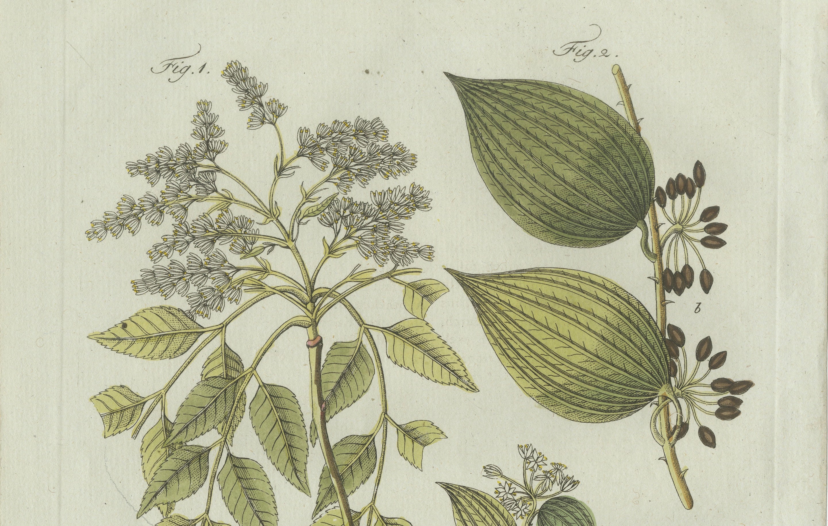 Original Antique Botanical Print of Licorice and Carob by Bertuch, 1805