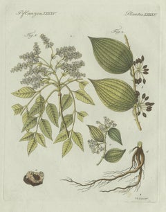 Stampa botanica d'epoca originale raffigurante liquirizia e carruba di Bertuch, 1805