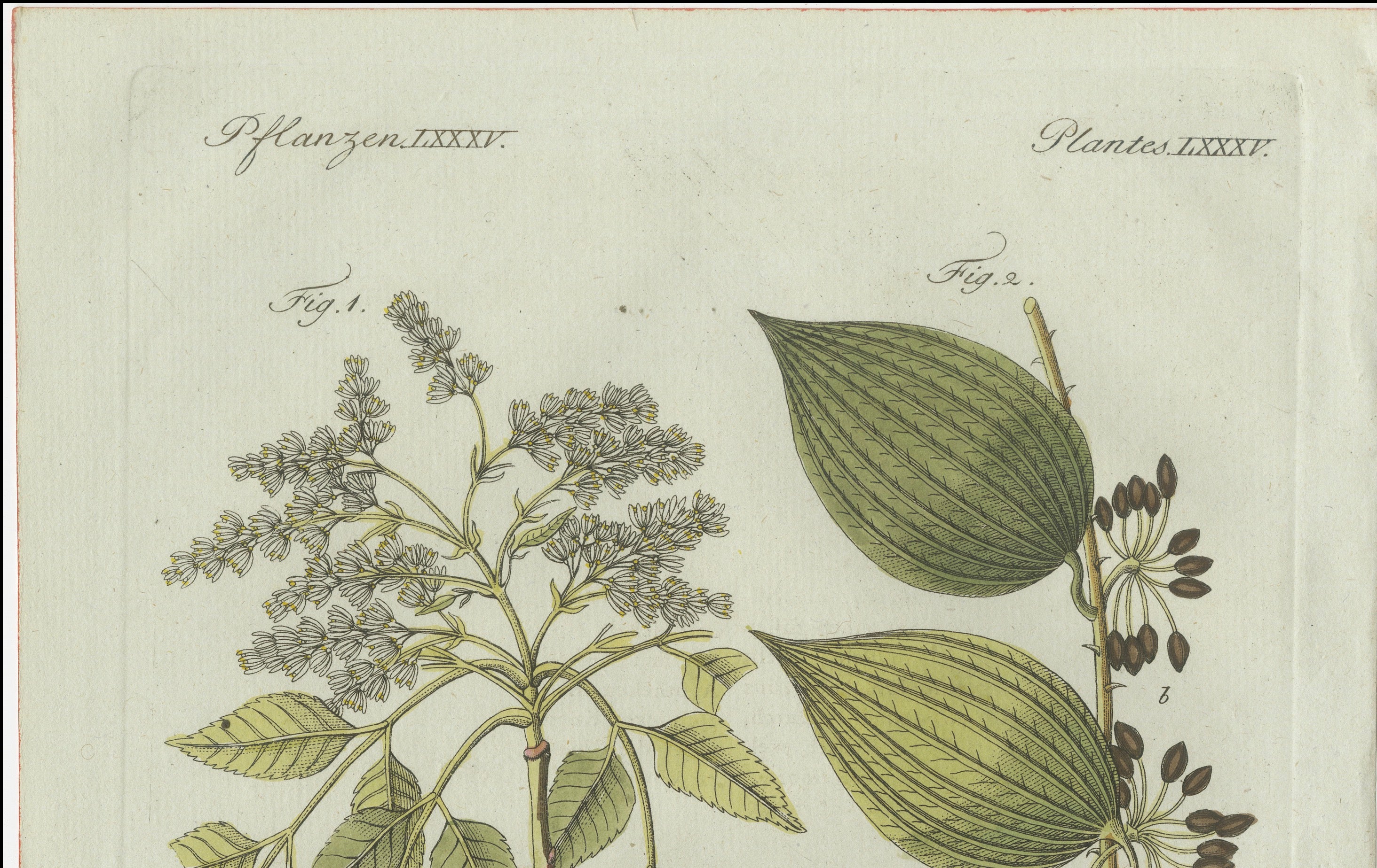 Original Antique Botanical Print of Licorice and Carob by Bertuch, 1805